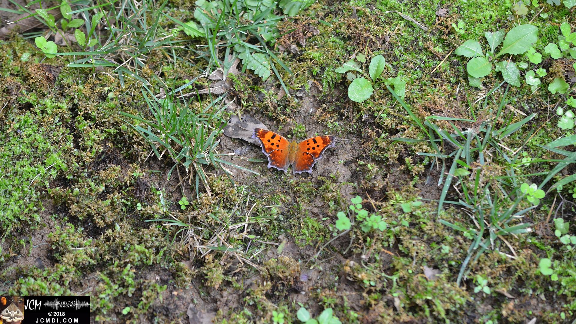 Question Mark Butterfly on mud (wings open) distant 1080 (Nikon D5100)